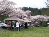 The Trees!!
