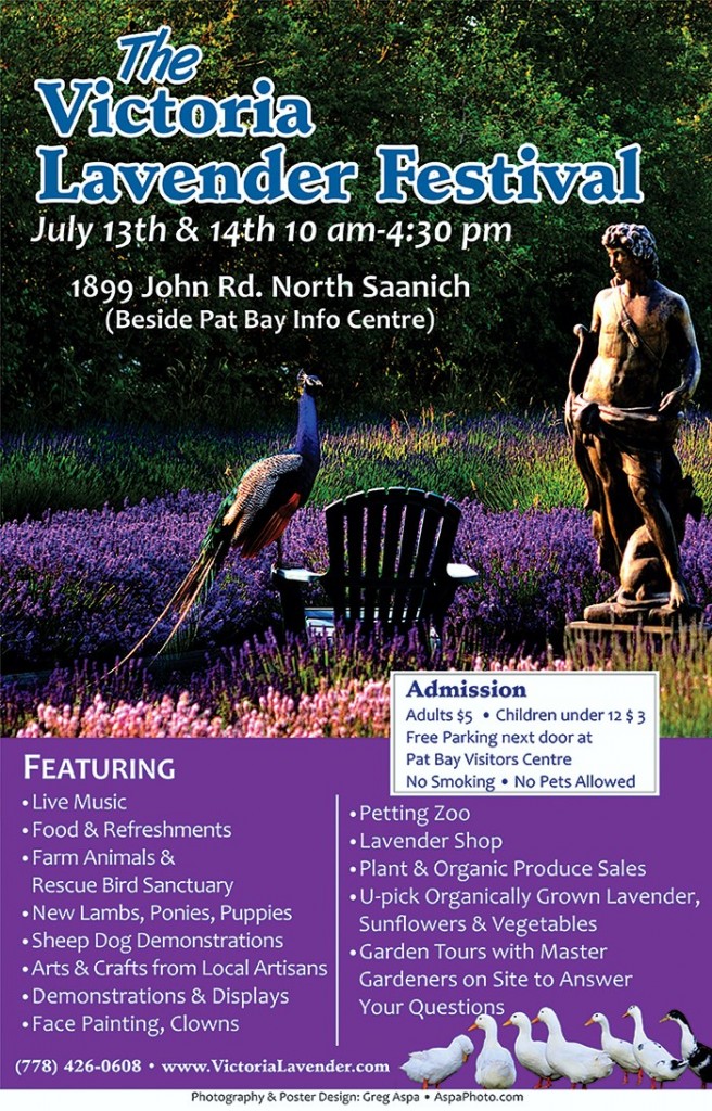 lavender festival